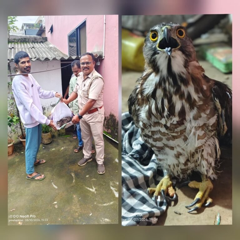 इंसानियत की मिसाल: वायर में फंसे घायल बाज को युवक ने बचाया, इलाज के बाद वन विभाग को सौंपा